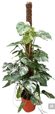 Monstera Deliciosa Variegata