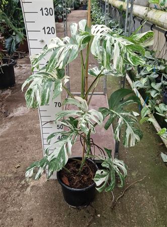 Monstera Deliciosa Variegata
