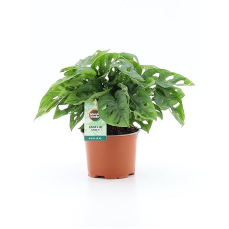 Monstera Adansonii