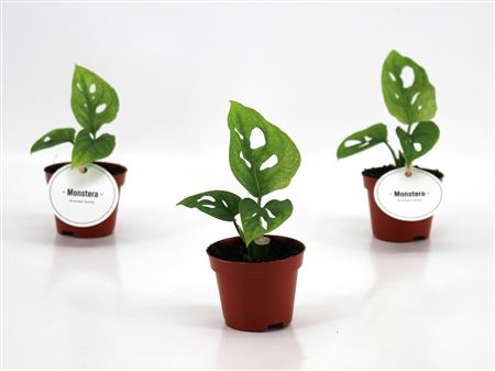 Monstera Adansonii Mint