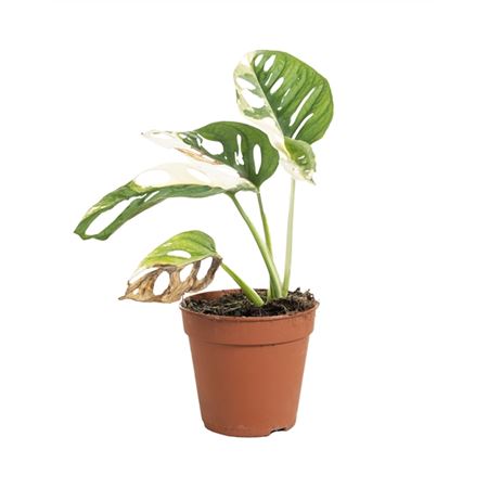 Monstera Adansonii Variegata B