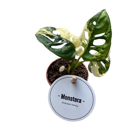 Monstera Adansonii Variegata