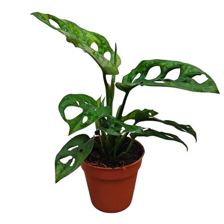 Monstera Adansonii