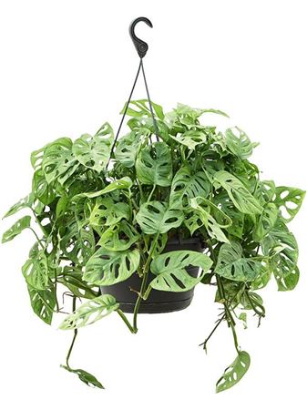 Monstera Obliqua