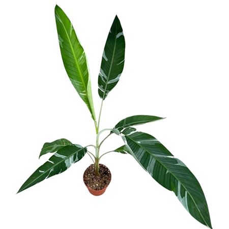 Musa Florida Variegata