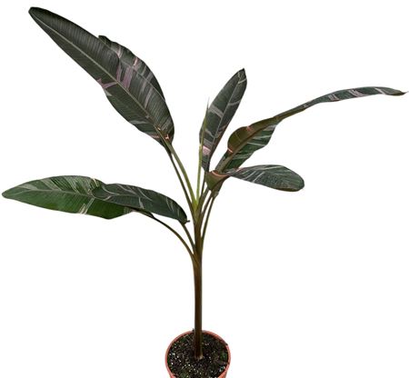 Musa Nono