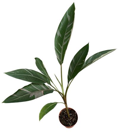 Musa Nono
