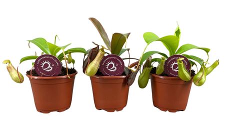 Nepenthes Mix