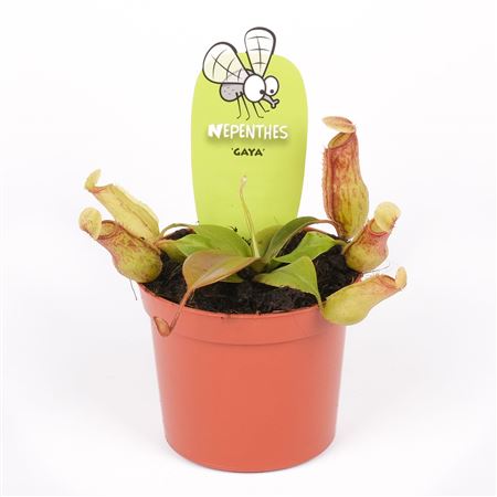 Nepenthes Gaya