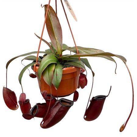 Nepenthes Monkey Jars Dark Secret