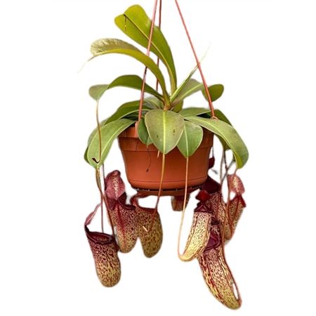 Nepenthes Monkey Jars Sam.