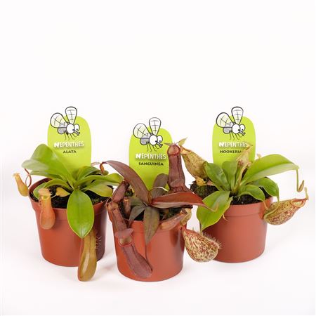 Nepenthes Mix