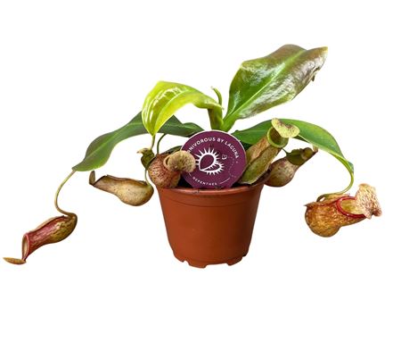 Nepenthes Gaya