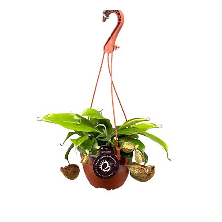 Nepenthes Hookeriana 14 In Hangpot
