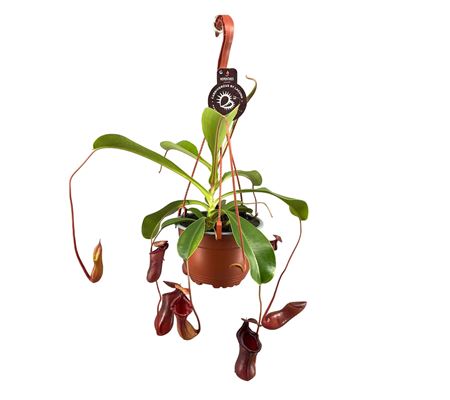 Nepenthes Lowii In Hangpot
