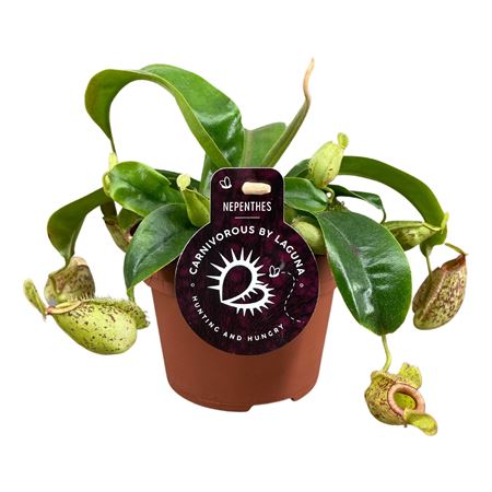 Nepenthes Hookeriana