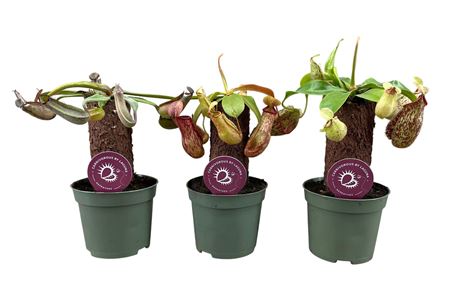 Nepenthes On Stem