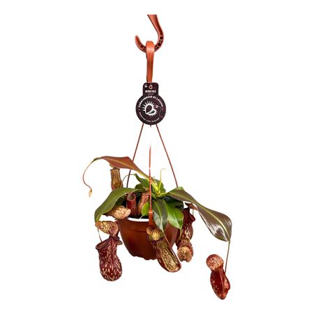 Nepenthes Gaya Hang