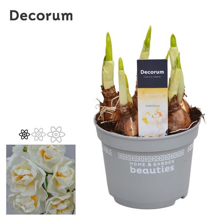 Narcissus Bridal Crown (decorum)