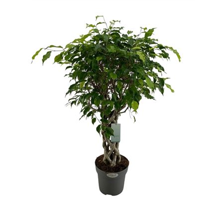 Ficus Be Exotica Tube