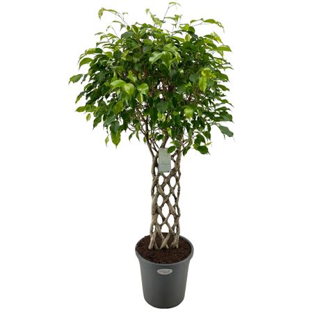 Ficus Be Exotica Mat