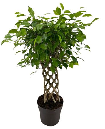 Ficus Be Exotica Mat