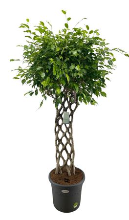 Ficus Be Exotica Mat