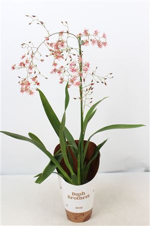 Oncidium 1st Rosy Sunset