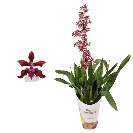 Oncidium 1st Cherry Baby In Potcover