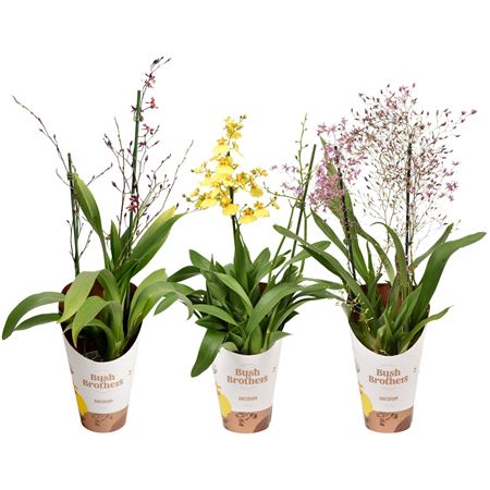 Oncidium 2st Mix