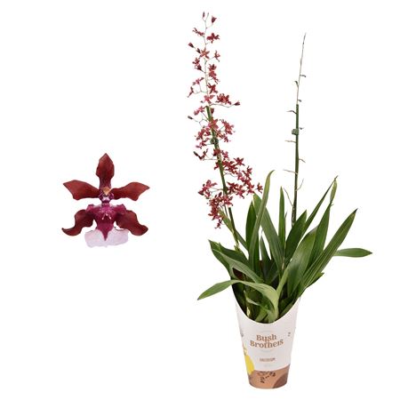 Oncidium 2st Cherry Baby