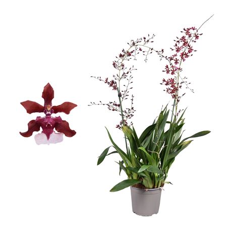 Oncidium 2st Cherry Baby