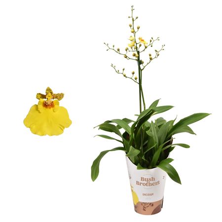 Oncidium 1st Münsterland Stern