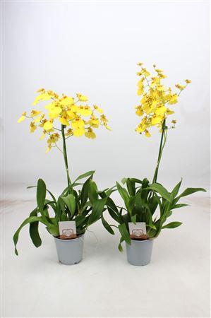 Oncidium 1st Münsterland Stern