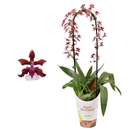 Oncidium Cherry Baby Bow