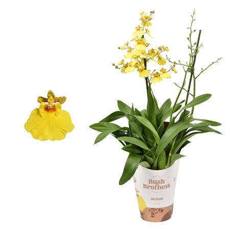 Oncidium 2st Münsterland Stern