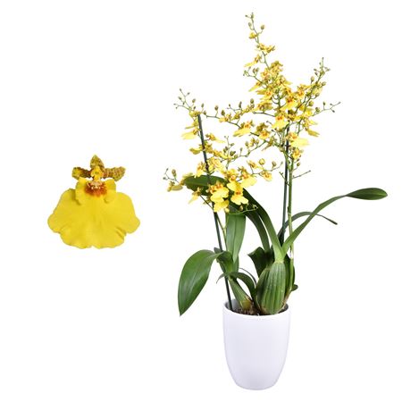 Oncidium 2st Münsterland Stern In White Ceramic