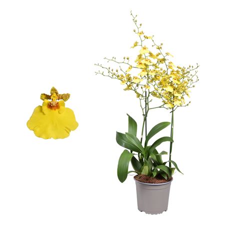 Oncidium 2st Münsterland Stern