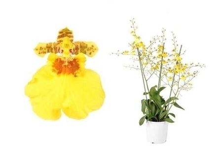 Oncidium 3st Münsterland Stern