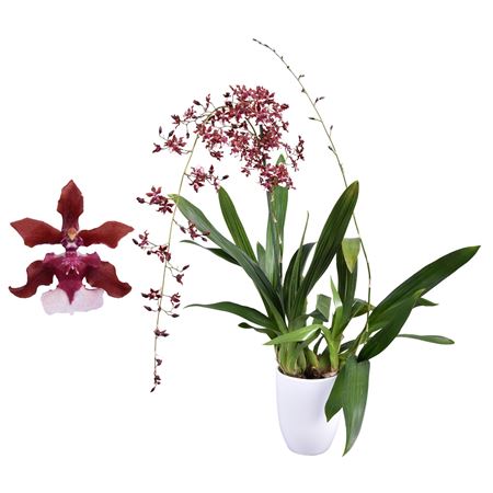 Oncidium 2st Cherry Baby White Ceramic