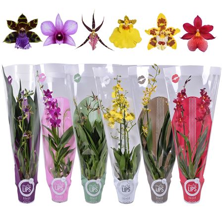 Orchid 2st Mix In Sleeve (morelips)