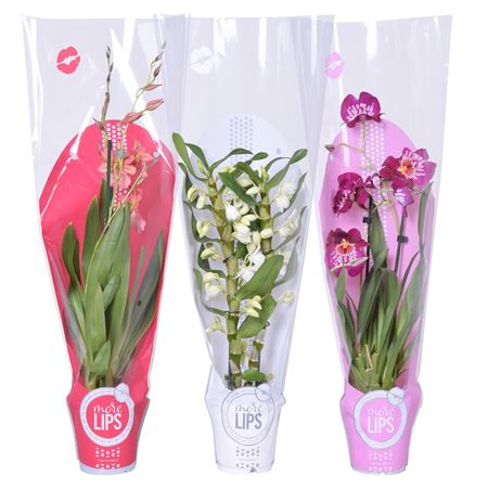 Orchid 3st Mix In Sleeve (morelips)