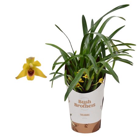 Maxillaria