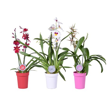 Orchid 3st Mix In Sleeve (morelips)