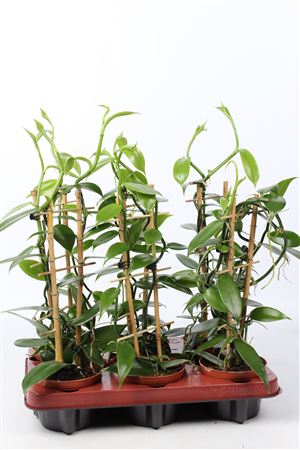 Vanilla Planifolia Groen Met Rekje