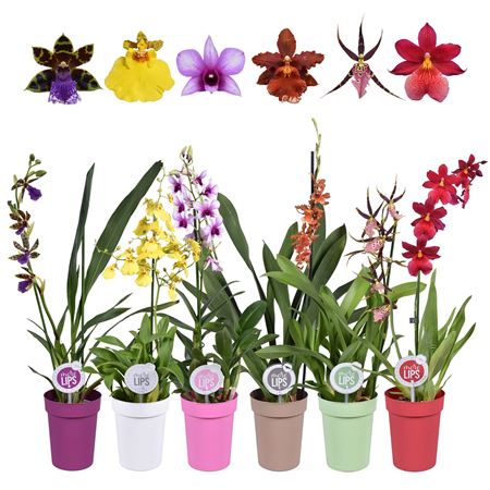 Orchid 1st Mix In Colourpot (morelips)