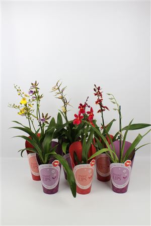 Orchid Mix 1st More Lips