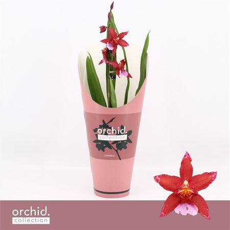 Cambria 1st Crimson Star Orchid Collection