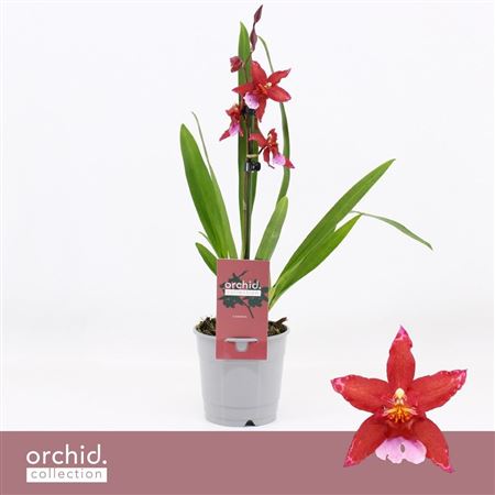 Cambria 1st Crimson Star Orchid Collection