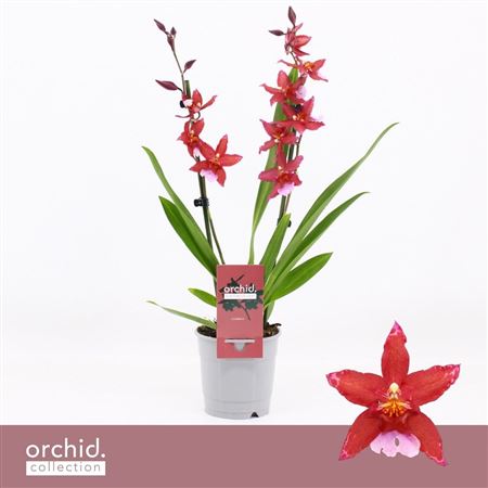 Cambria 2st Crimson Star Orchid Collection
